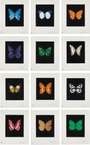 Damien Hirst: Butterfly Etching (complete set) - Signed Print