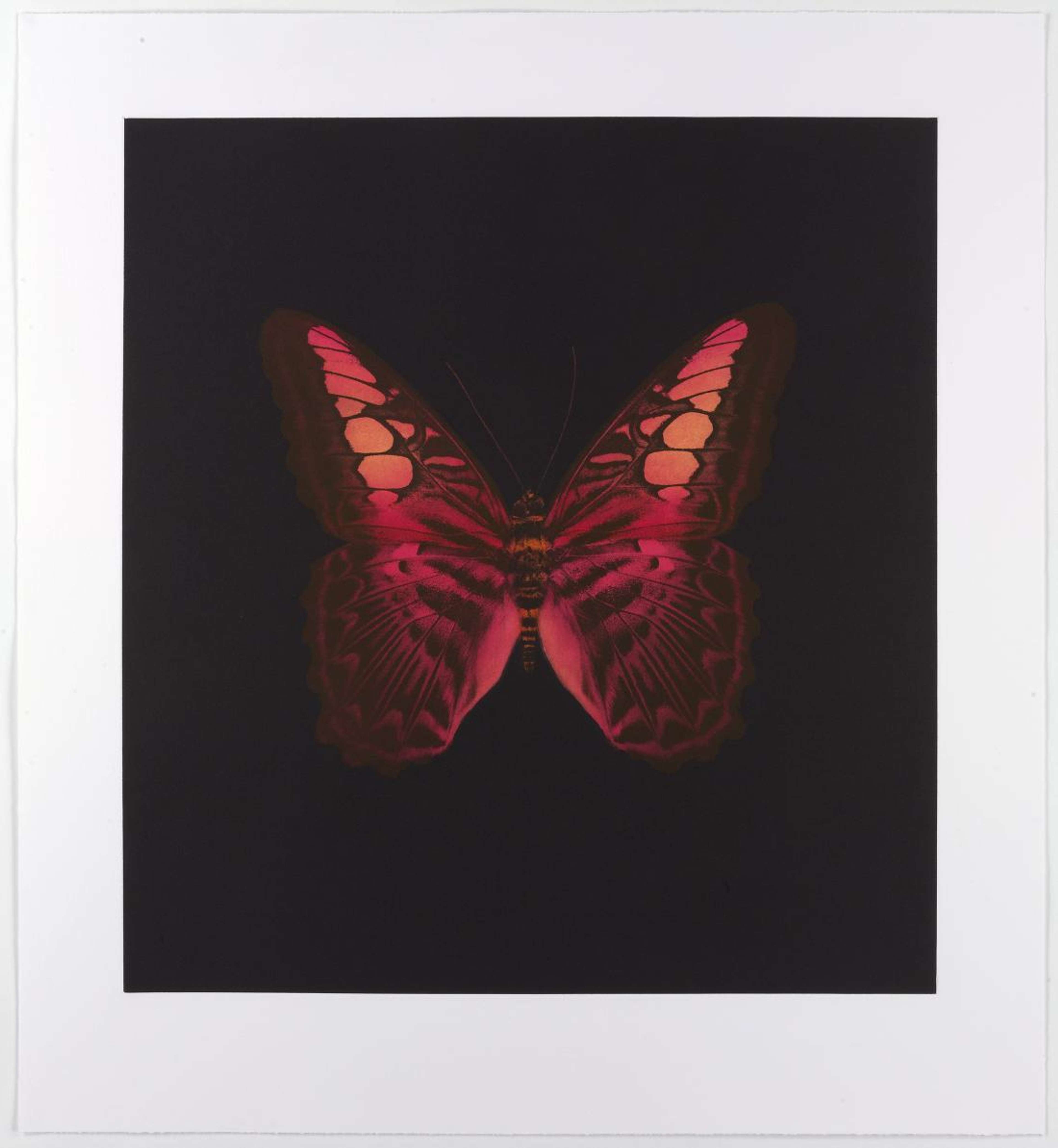 Memento 1 - Signed Print by Damien Hirst 2008 - MyArtBroker