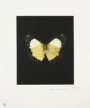 Damien Hirst: Reveal - Signed Print