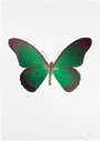 Damien Hirst: The Souls IV (emerald green, burgundy, cool gold) - Signed Print