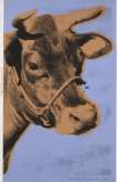 Cow (unknown edition, F. & S. II.11A) - Unsigned Print