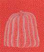 Yayoi Kusama: Red Pumpkin, Kusama 154 - Signed Print