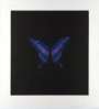 Damien Hirst: Memento 6 - Signed Print