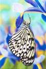 Damien Hirst: Paper Kite Butterfly On Spanish Iris - Signed Print