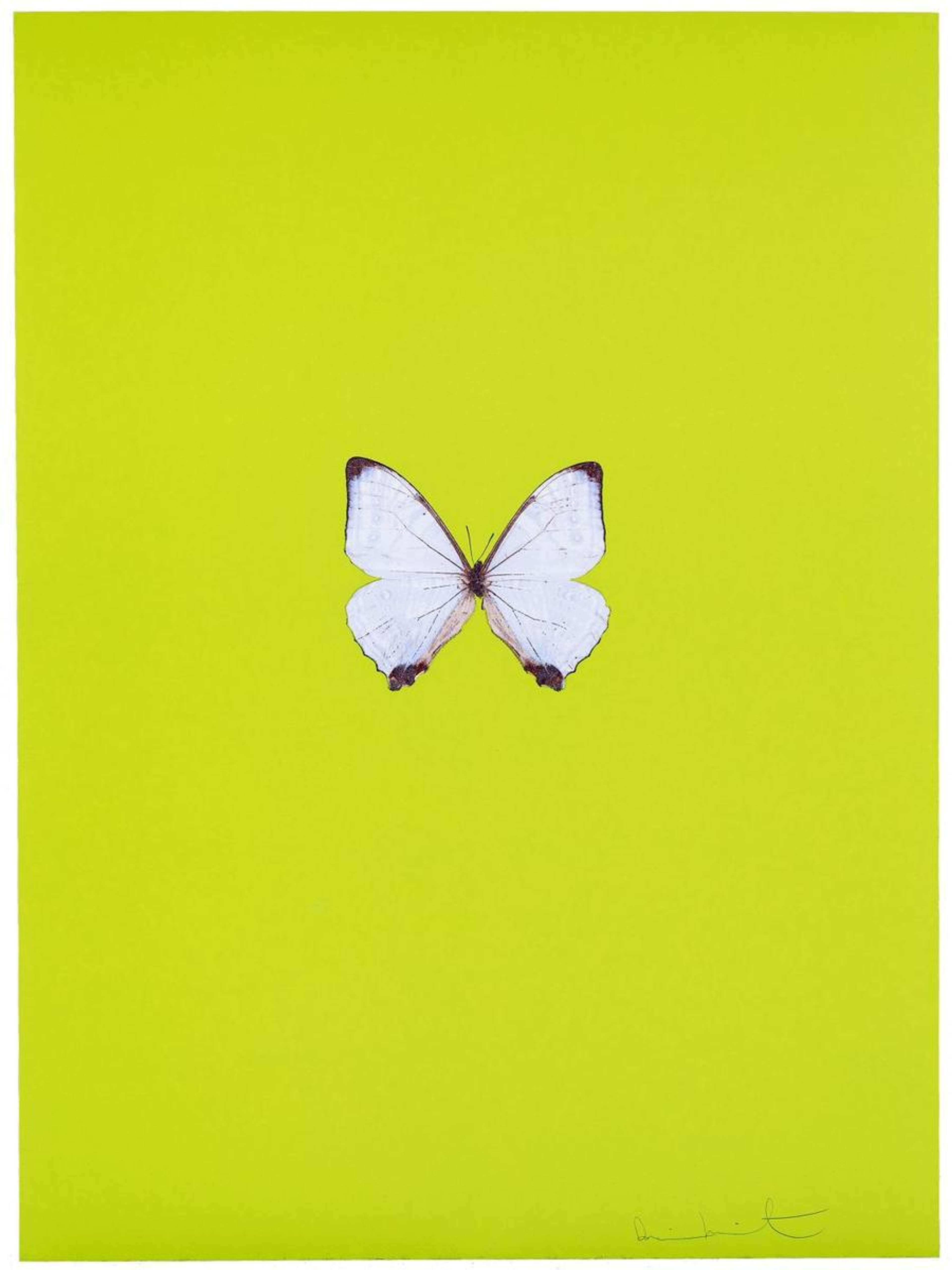 New Beginnings 2 - Signed Print by Damien Hirst 2011 - MyArtBroker