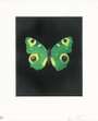 Damien Hirst: Fate - Signed Print