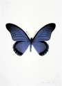 Damien Hirst: The Souls IV (cornflower blue, raven black) - Signed Print