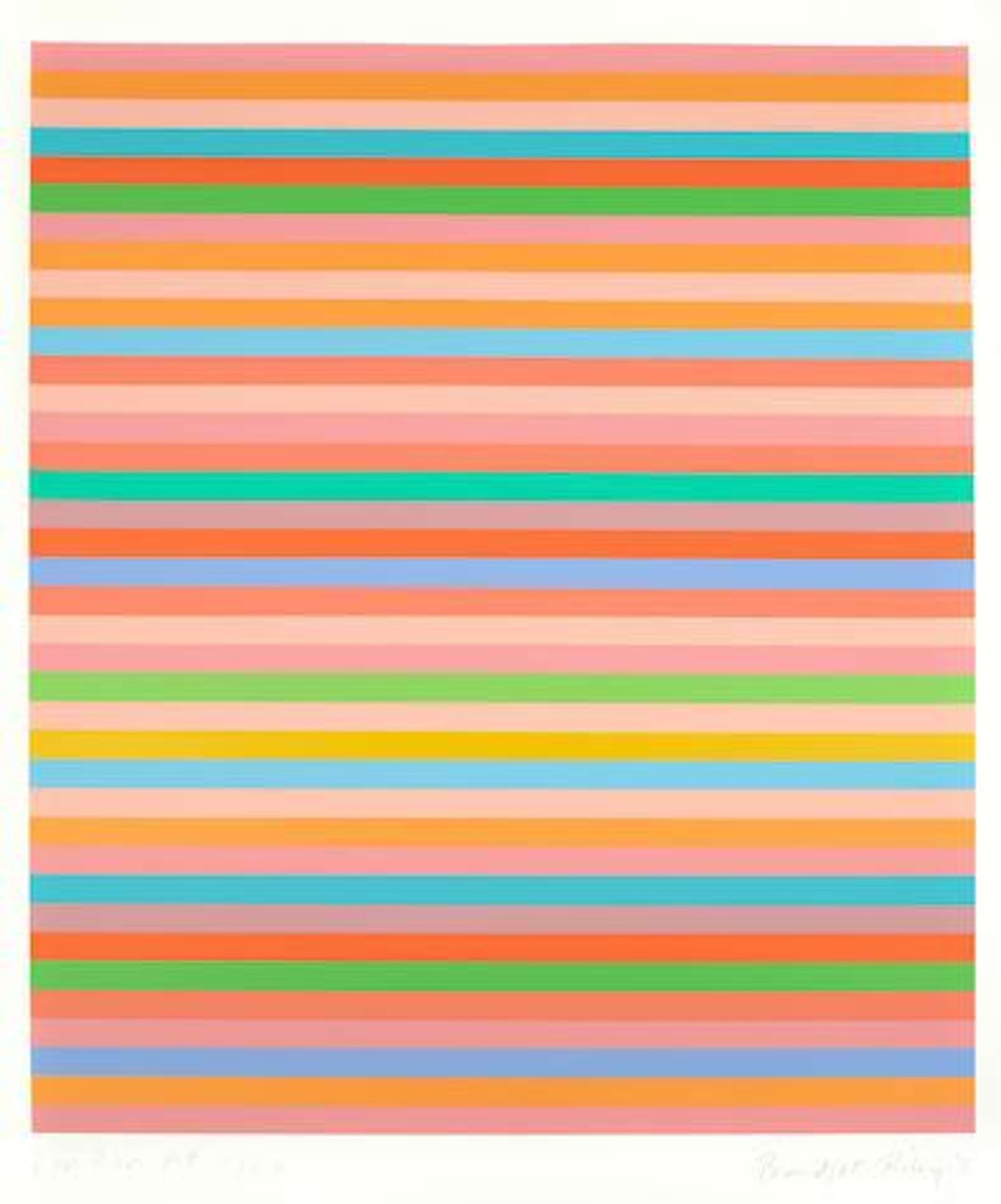 Rose Rose by Bridget Riley