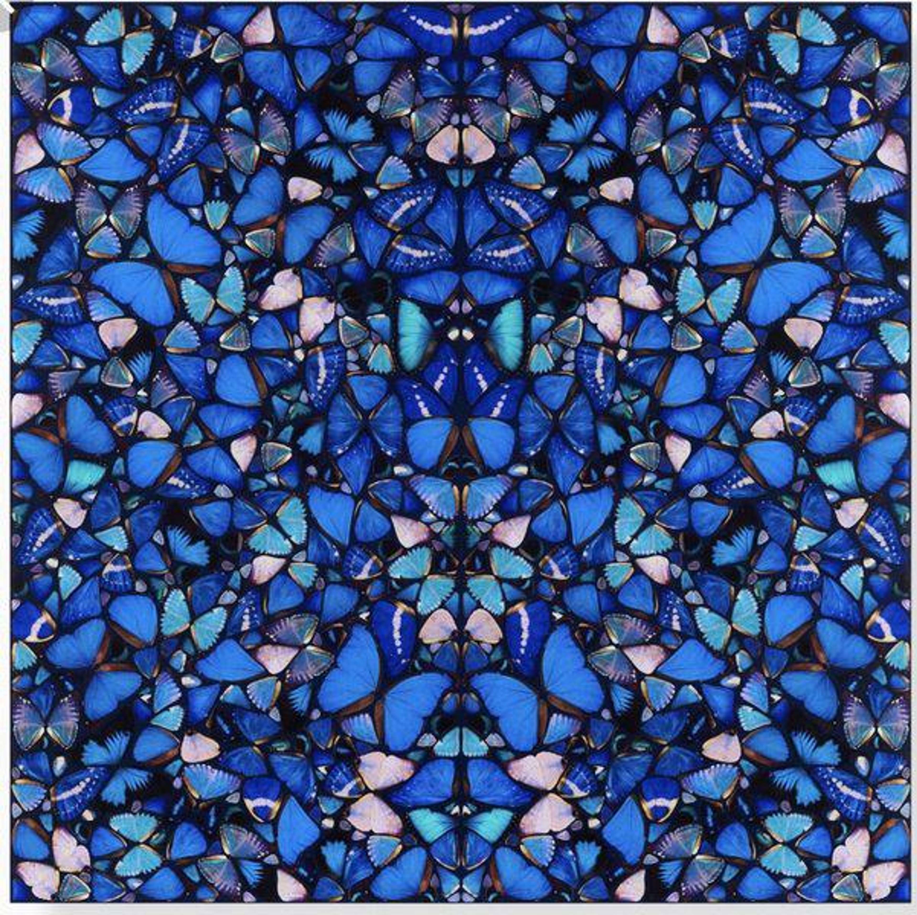 Blue butterfly wings arranged in a kaleidoscopic pattern.