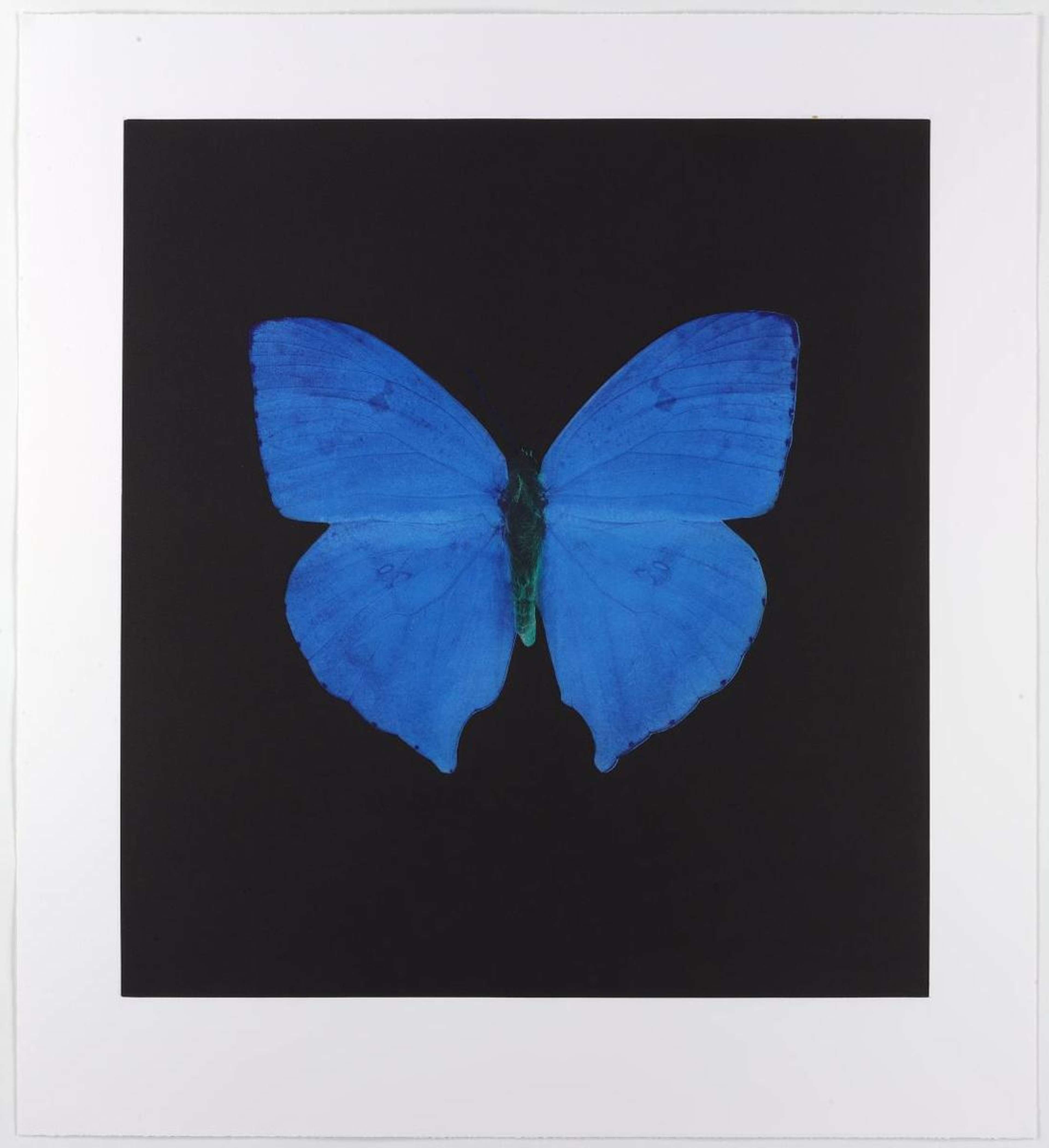 Memento 5 - Signed Print by Damien Hirst 2008 - MyArtBroker