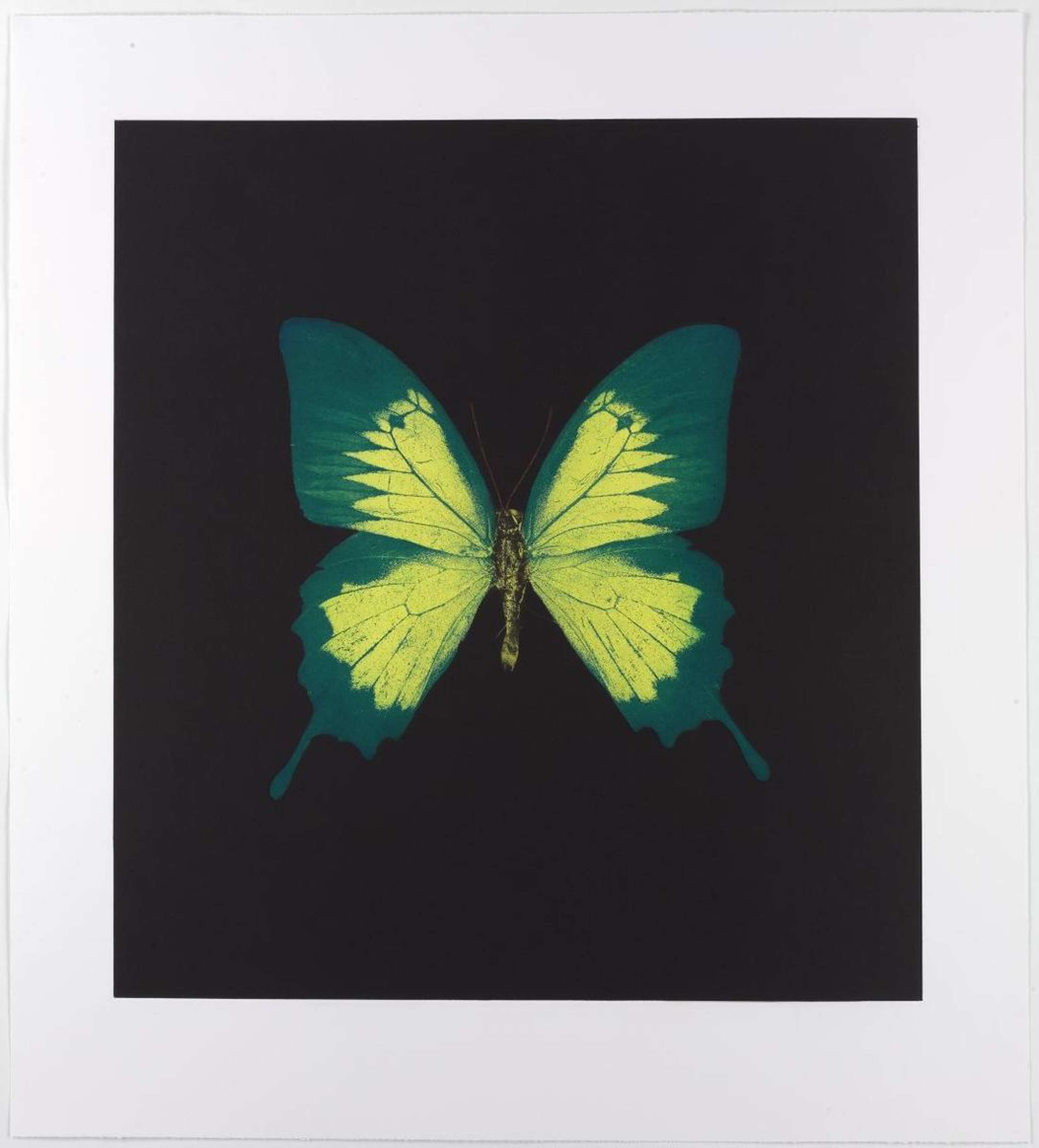 Memento 2 - Signed Print by Damien Hirst 2008 - MyArtBroker