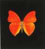 Damien Hirst: Memento 3 - Signed Print