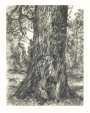Lucian Freud: After Constable's Elm - Signed Print