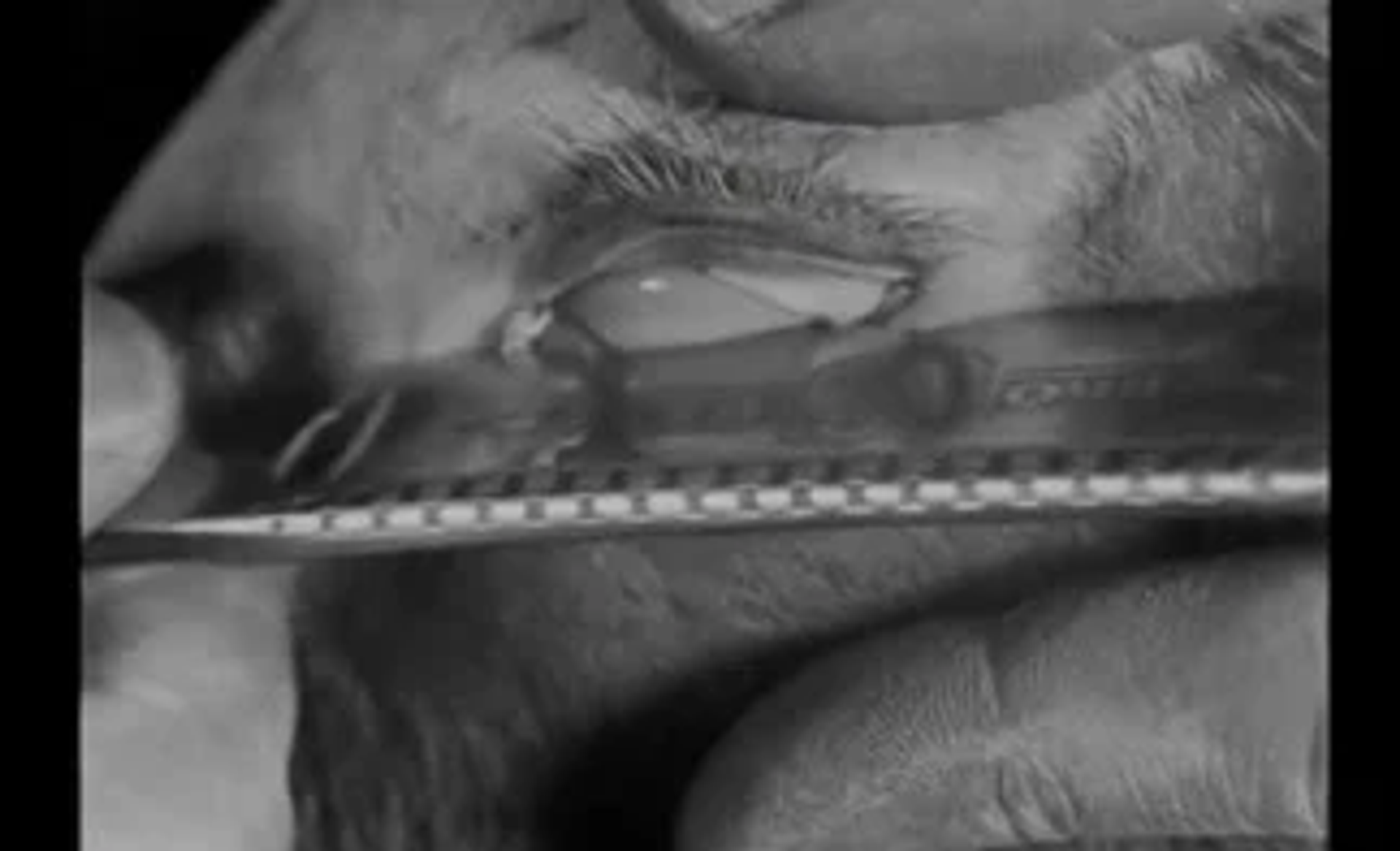 A still shot of the movie Un Chien Andalou where an eyeball is being sliced