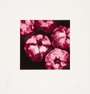 Donald Sultan: Pomegranates - Signed Print