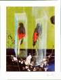 Damien Hirst: Two Parrots (large) - Signed Print