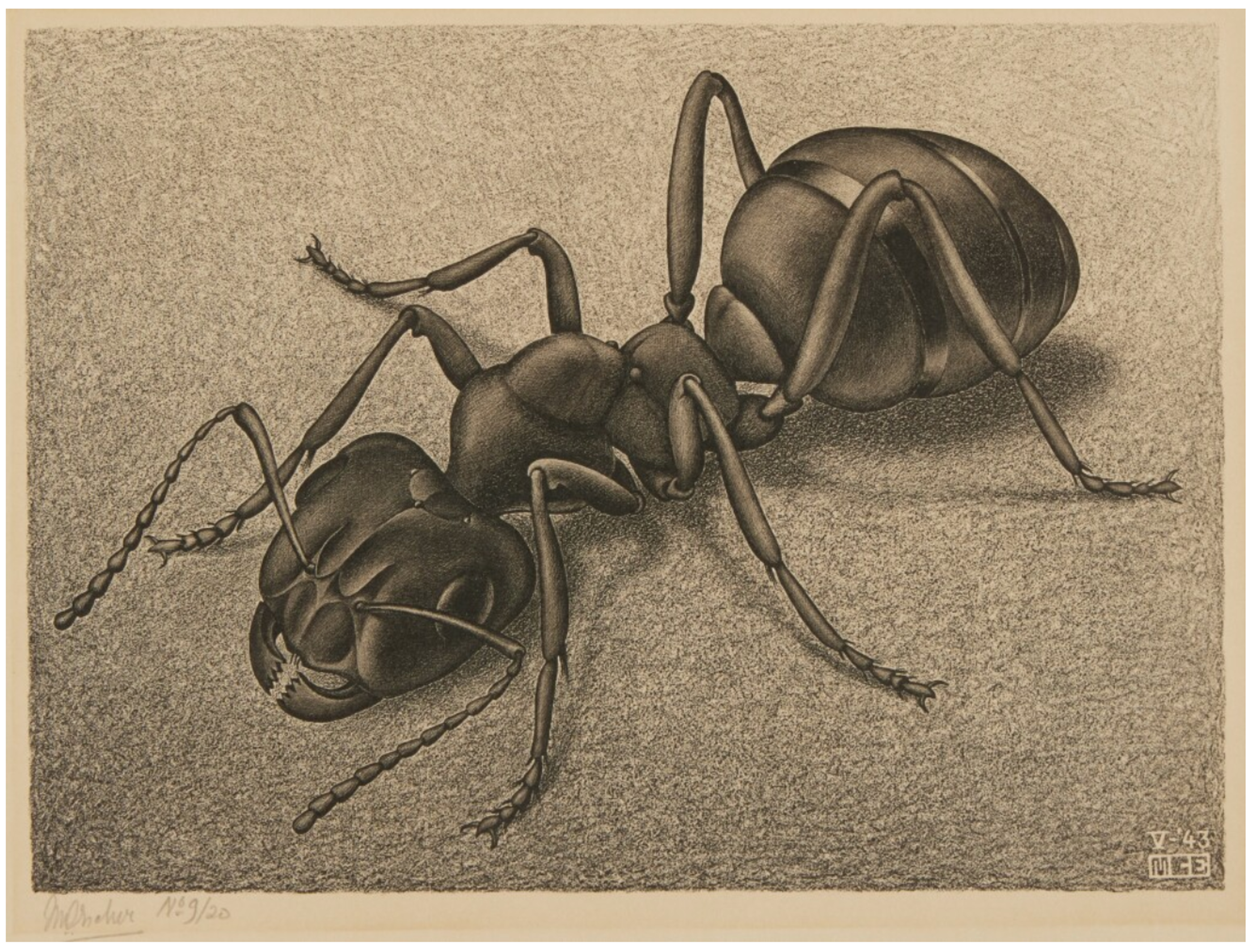 Ant by M. C. Escher - Sotheby's 