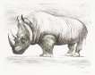 Rhinoceros - Signed Print
