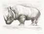 Henry Moore: Rhinoceros - Signed Print