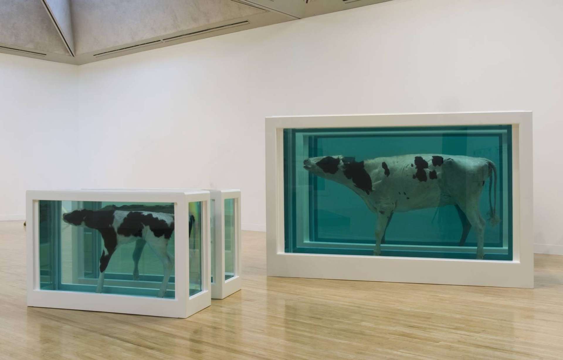 Exhibition of two sculptures containing one half of a cow and two sculptures with one half of her calf