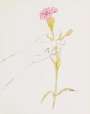 Andy Warhol: A Gold Book, Hand With Carnation, (F. & S. IV.115) - Unsigned Print