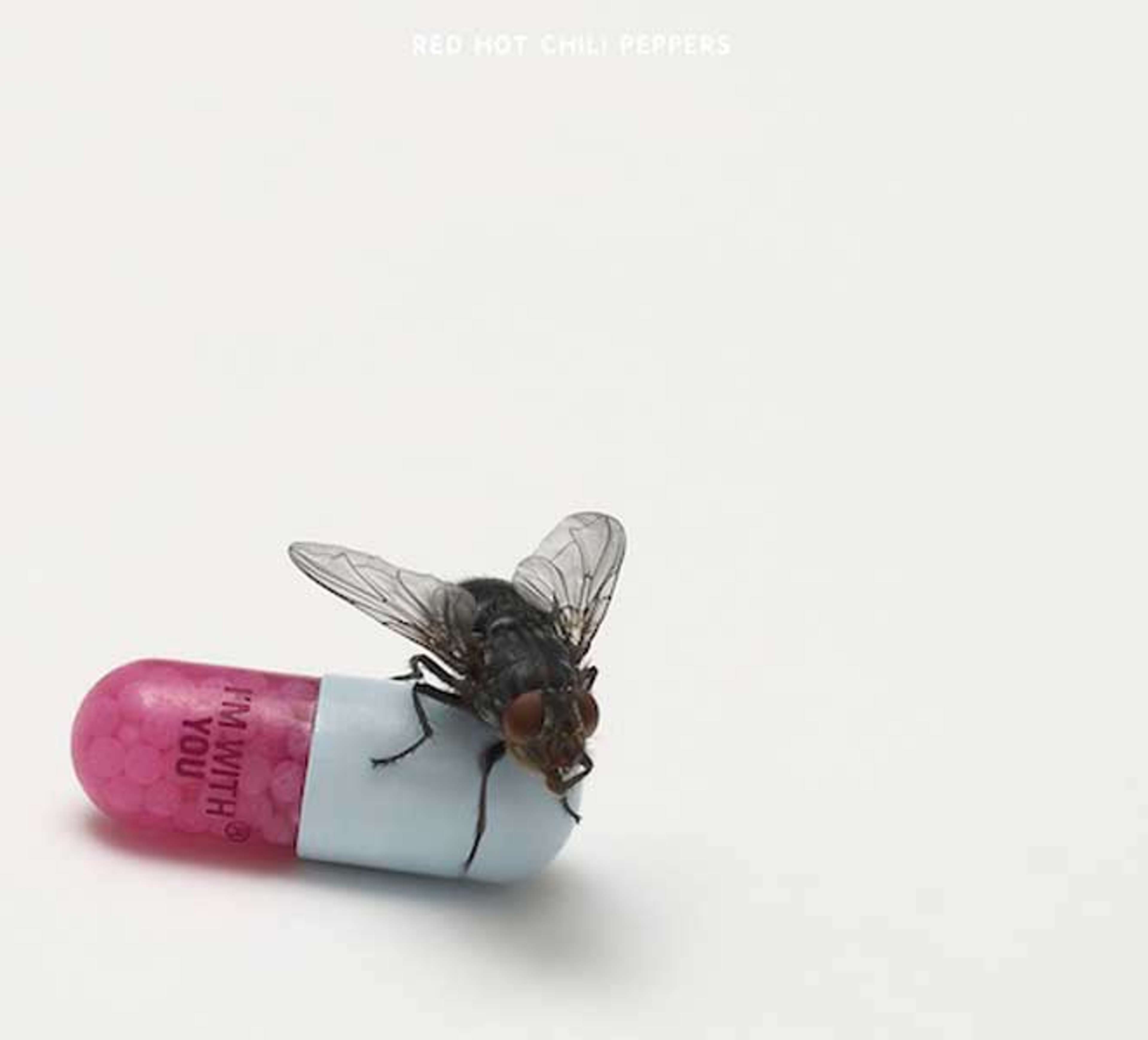 An image of the album cover for I’m With You by Damien Hirst, showing an image of a fly perched on a pill capsule inscribed with the album’s title.