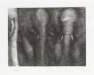 Elephants - Signed Print