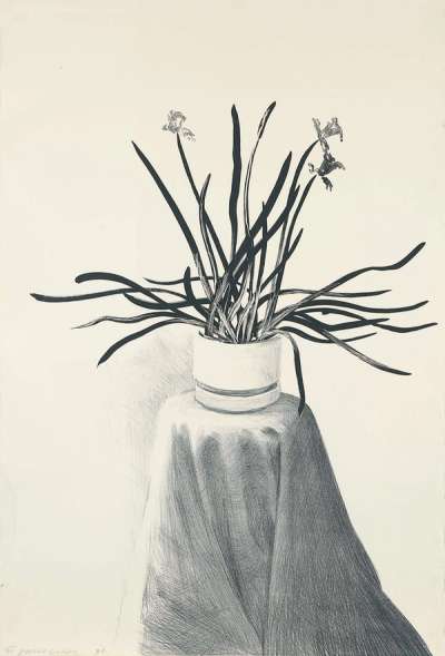 Potted Daffodils - Signed Print by David Hockney 1980 - MyArtBroker