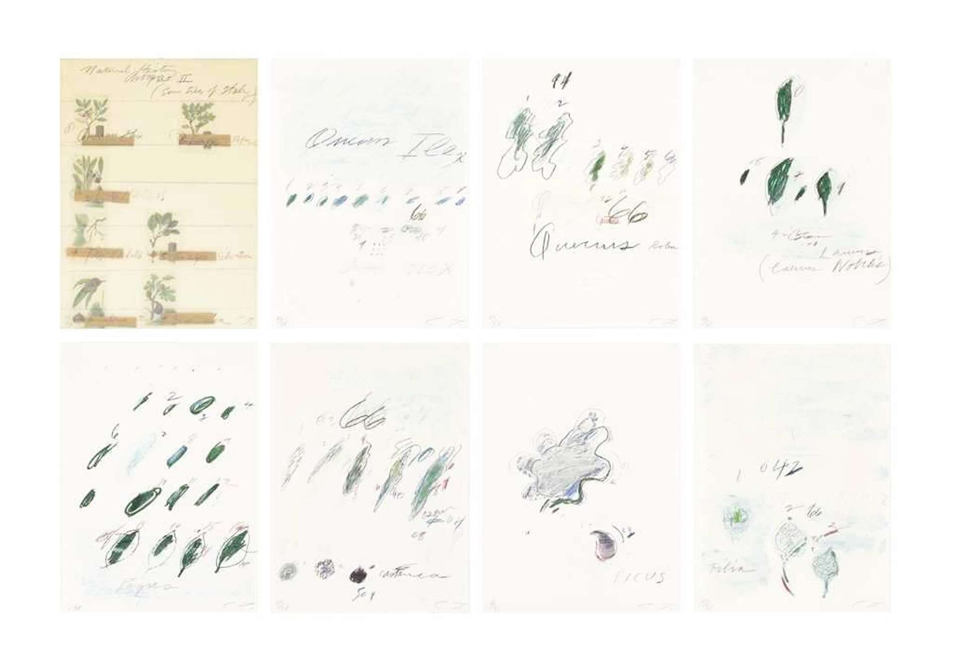 Natural History Part II: Some Trees Of Italy (complete portfolio) - Signed Print by Cy Twombly 1975 - MyArtBroker