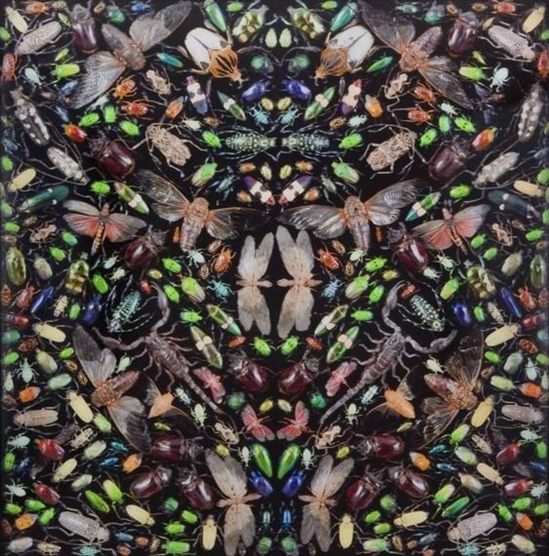 Damien Hirst’s Inferno. A lenticular print of an assortment of insects in a mirrored pattern.