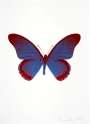 Damien Hirst: The Souls IV (frost blue, chilli red) - Signed Print