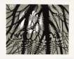 Rippled Surface - Signed Print