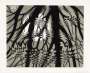 M. C. Escher: Rippled Surface - Signed Print