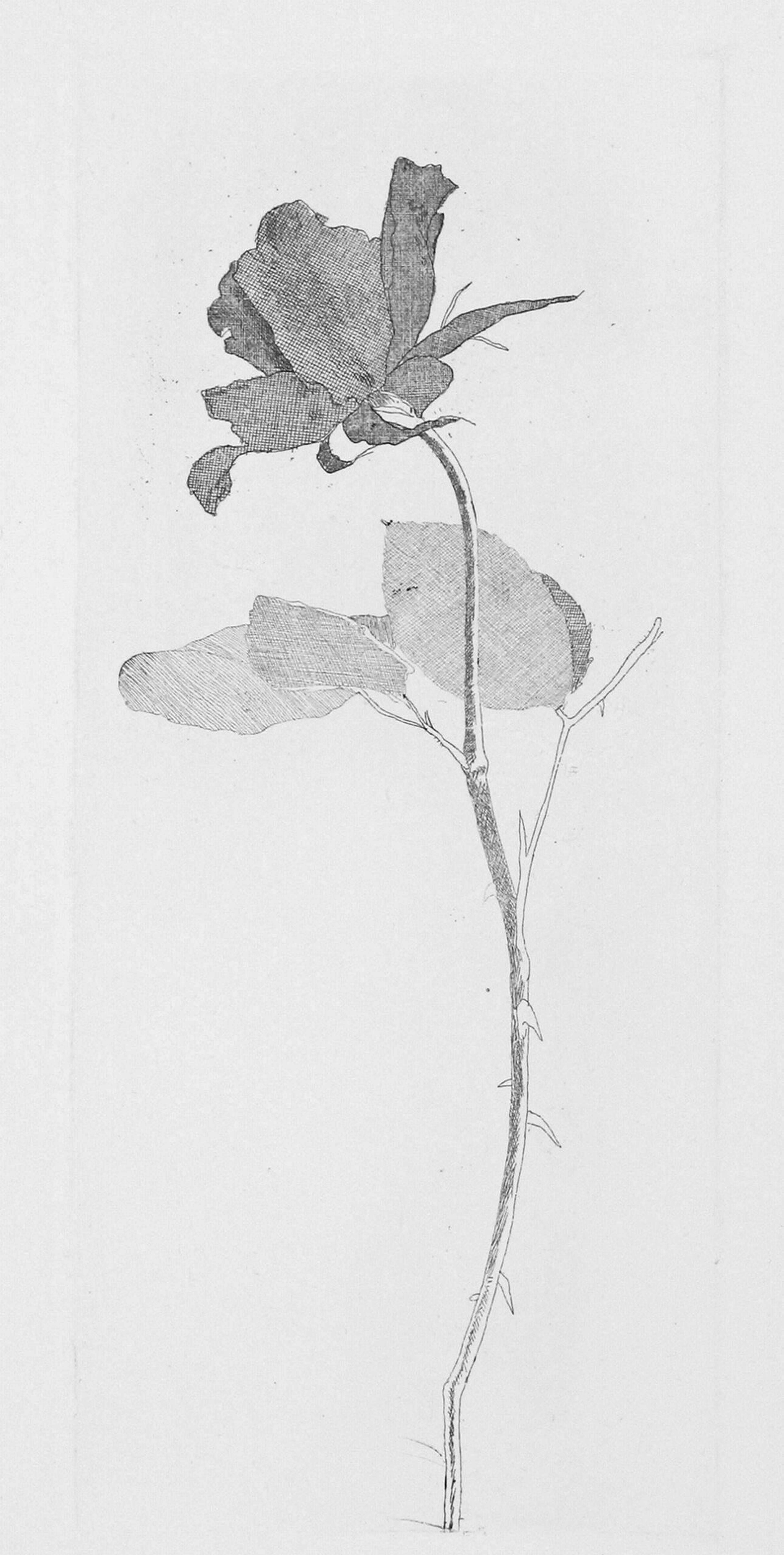 David Hockney’s The Rose And The Rose Stalk. An etching of a long stemmed rose surrounded by three leaves.