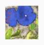 Donald Sultan: Morning Glories - Signed Print