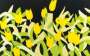 Alex Katz: Yellow Tulips - Signed Print