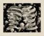 M. C. Escher: Bond Of Union - Signed Print