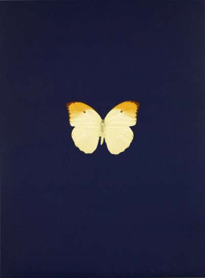 Damien Hirst: New Beginnings 4 - Signed Print