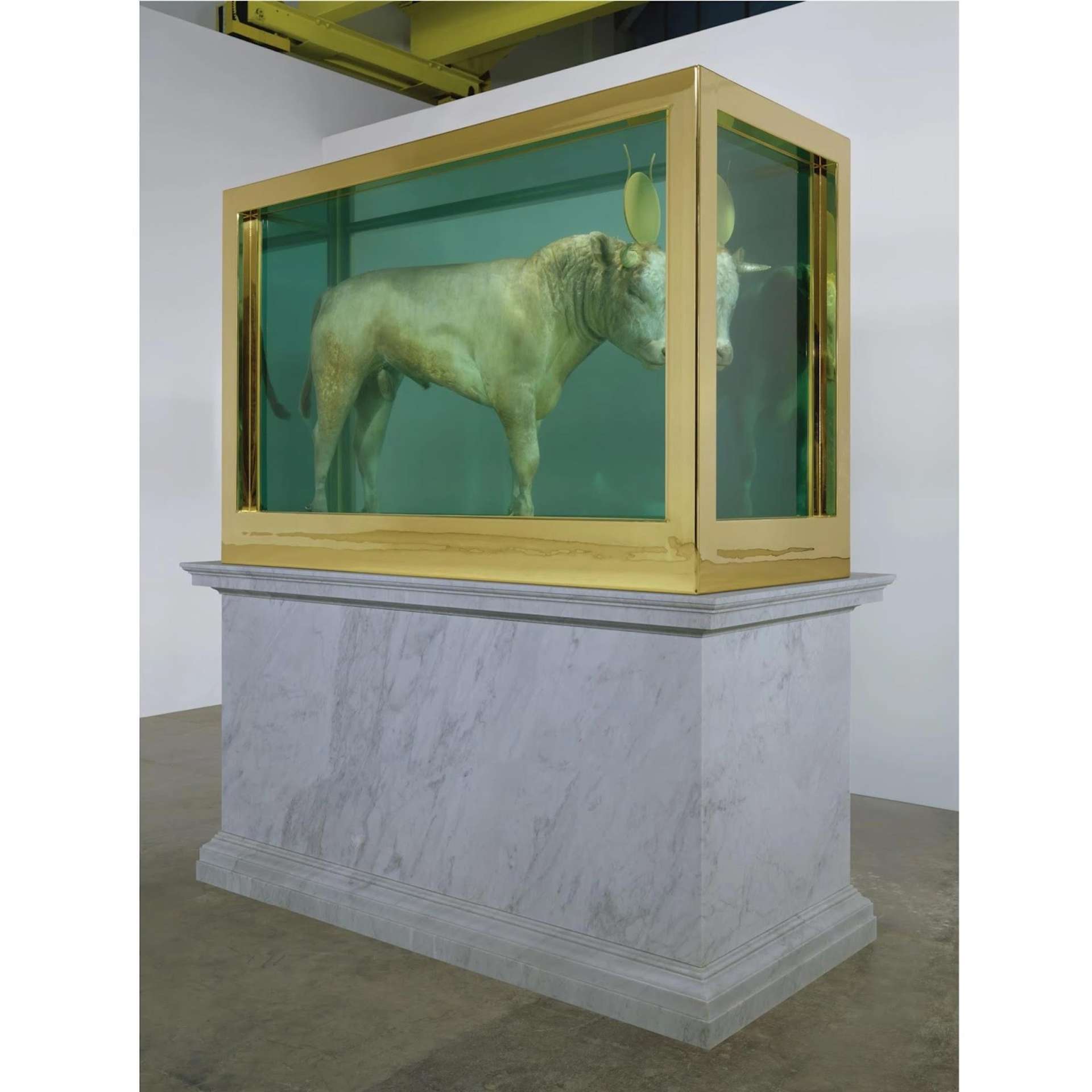 An image of the artwork The Golden Calf by Damien Hirst. It is composed of a calf, whose horns have been painted gold, immersed in formaldehyde. The tank containing the animal is atop a marble plinth.