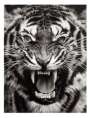 Robert Longo: Untitled (Roaring Tiger Print) - Signed Print