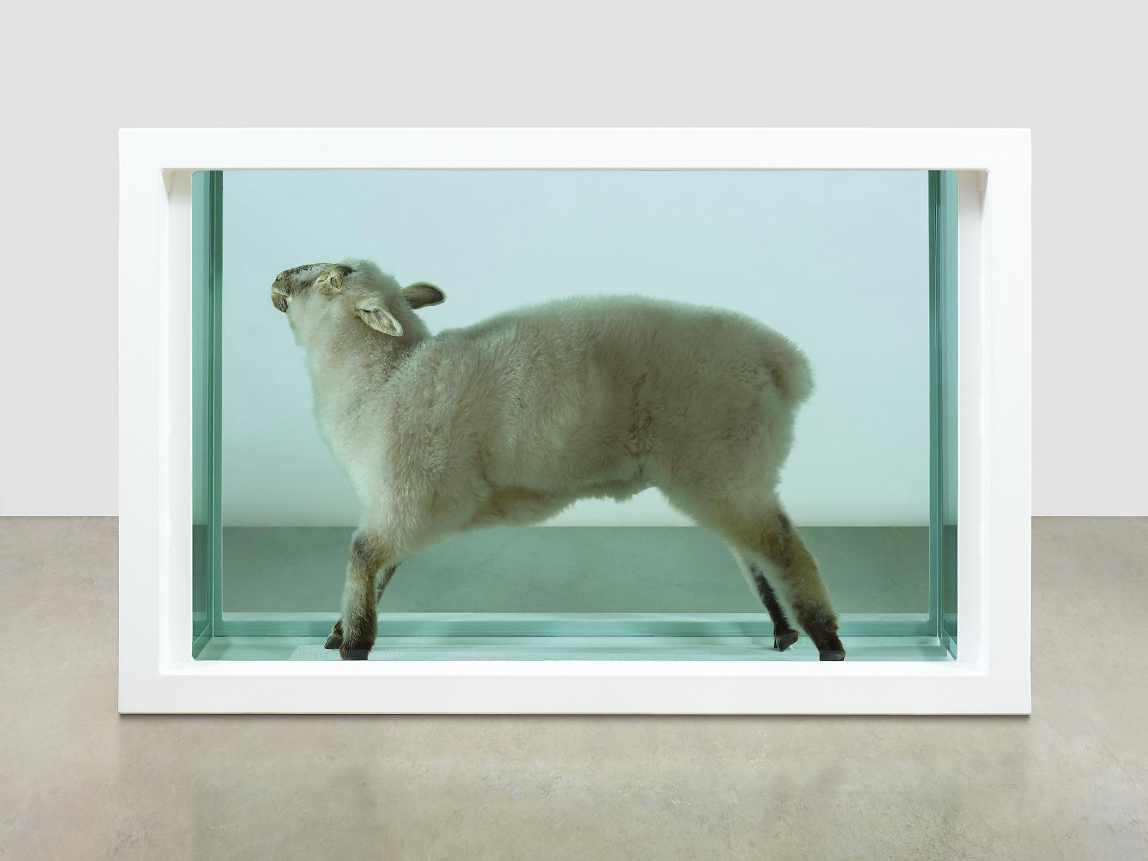 Damien Hirst’s Away From The Flock. A photograph of an art installation of a sheep in a tank of formaldehyde