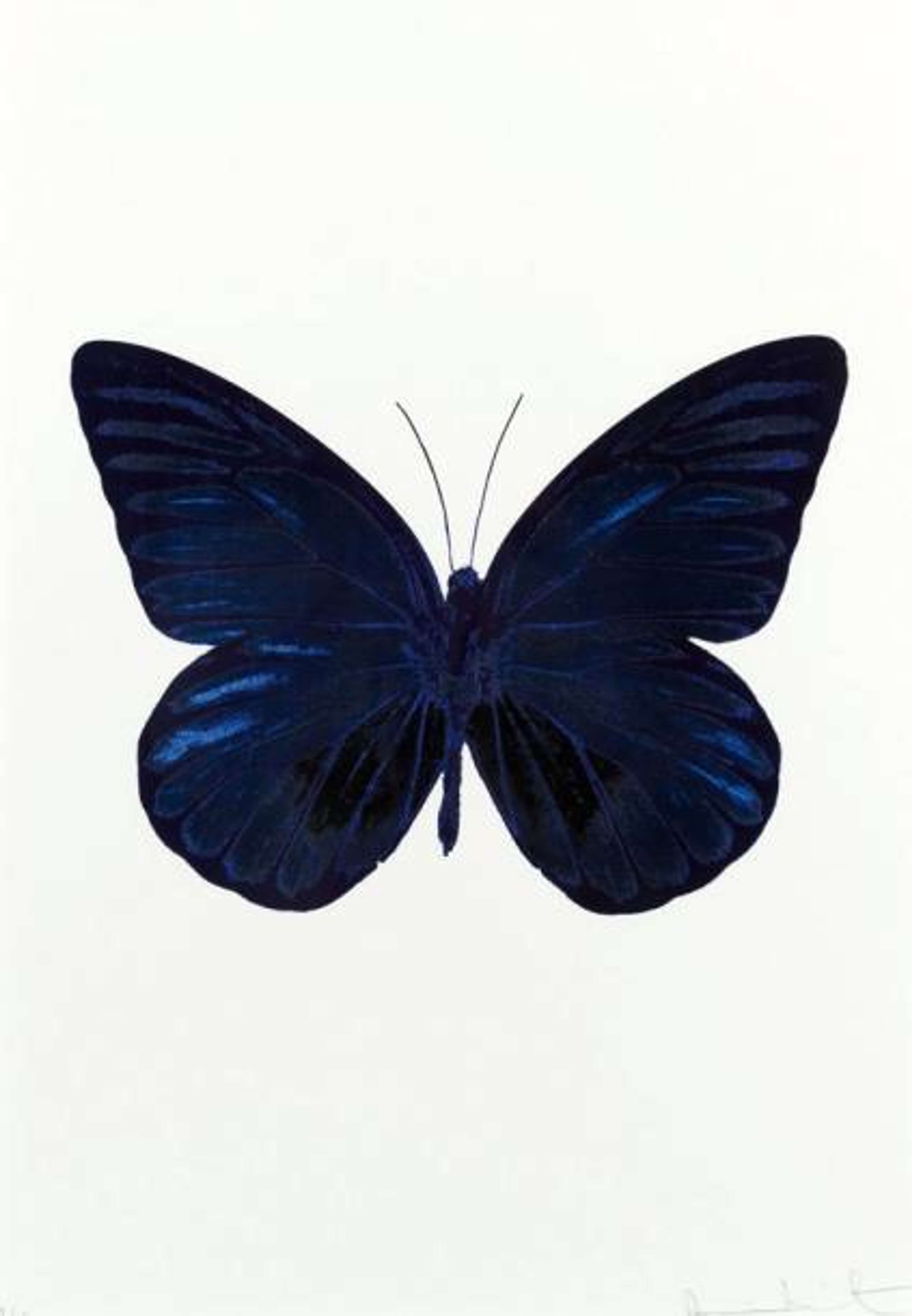 The Souls I (Westminster blue, raven black, imperial purple) - Signed Print by Damien Hirst 2010 - MyArtBroker