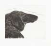 Dog Etching No. 6 - Signed Print