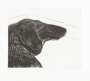 David Hockney: Dog Etching No. 6 - Signed Print