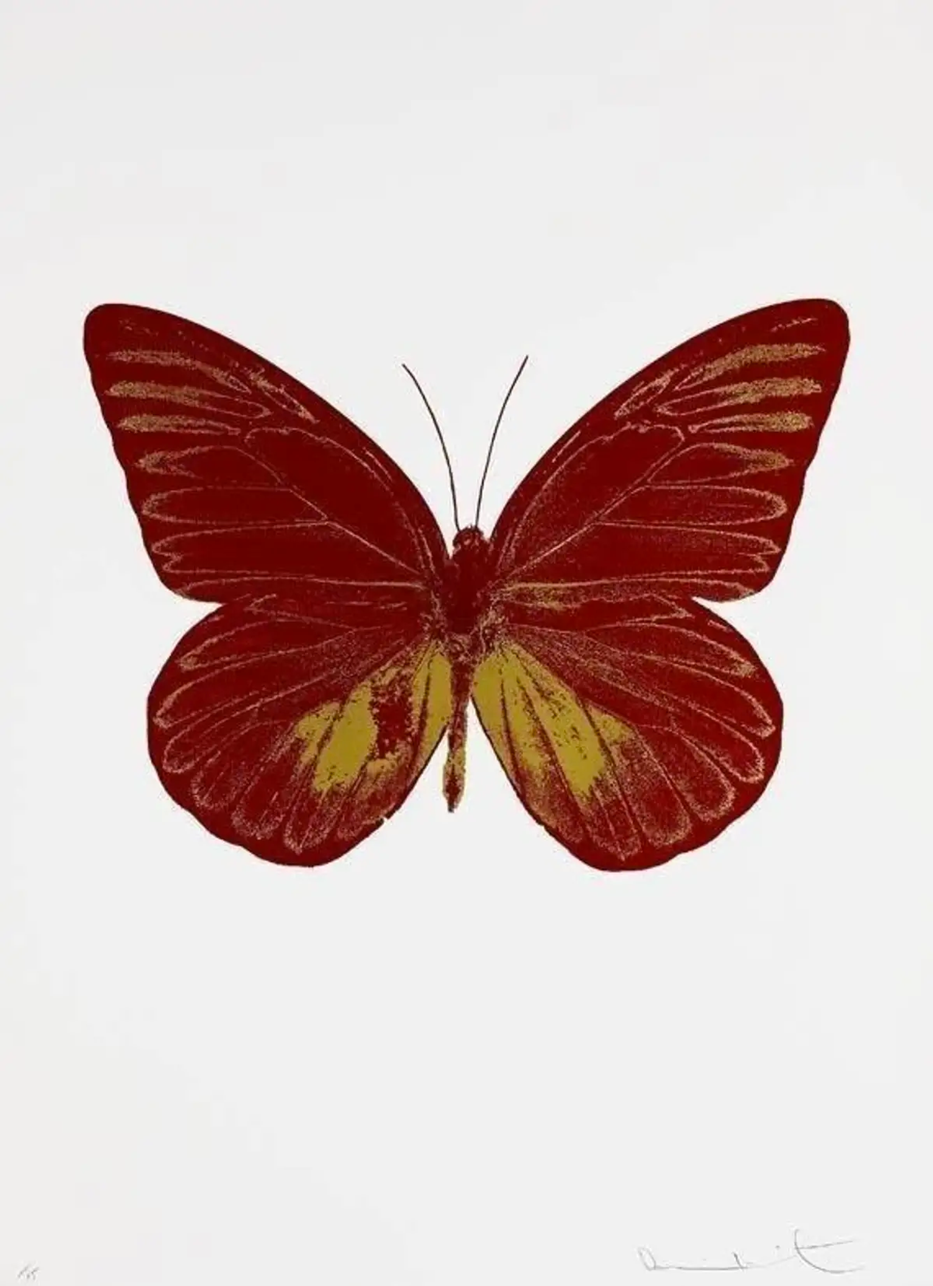 The print shows a large butterfly with its wings outspread, set against a white backdrop. Depicted in red and gold, the image of the butterfly has been rendered flat and simplified into block colours, obscuring the fine detail of the real butterfly wings.