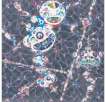 DOB Myxomycete - Signed Print