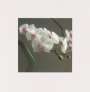 Gerhard Richter: Orchid V - Signed Print