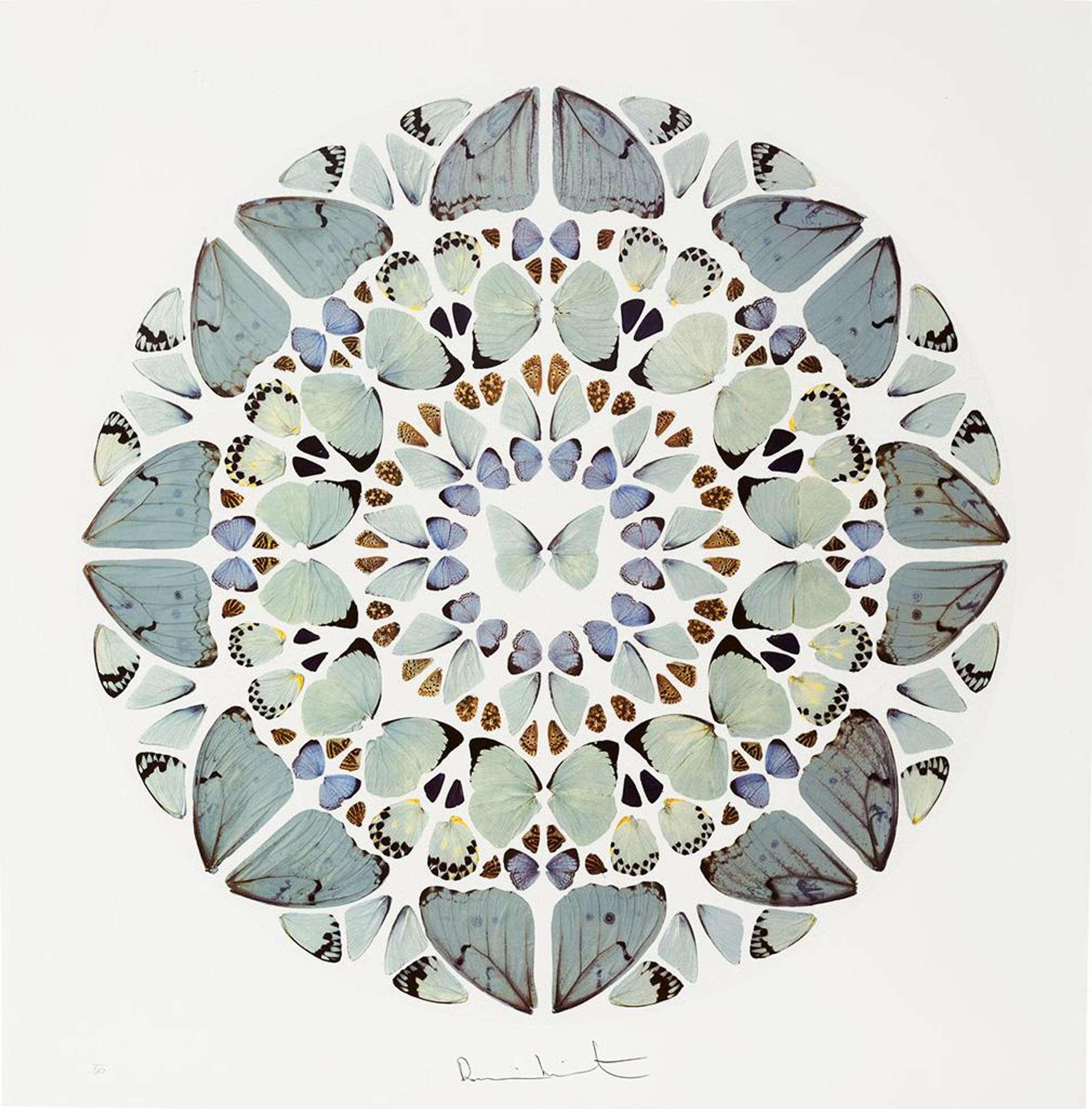 A print showing mandala-like arrangement of butterflies by artist Damien Hirst.