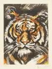 Tiger - Signed Print