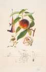 Salvador Dali: Pêcher Pénitent (Flordali, Les Fruits) - Signed Print